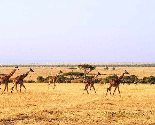 Maasai-Mara-National-Reserve