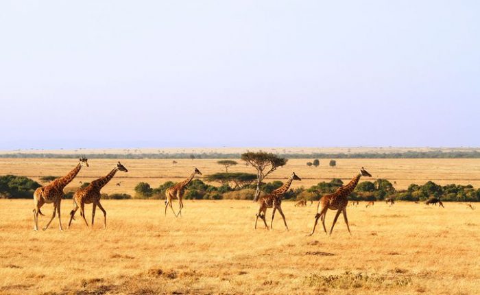 Maasai-Mara-National-Reserve
