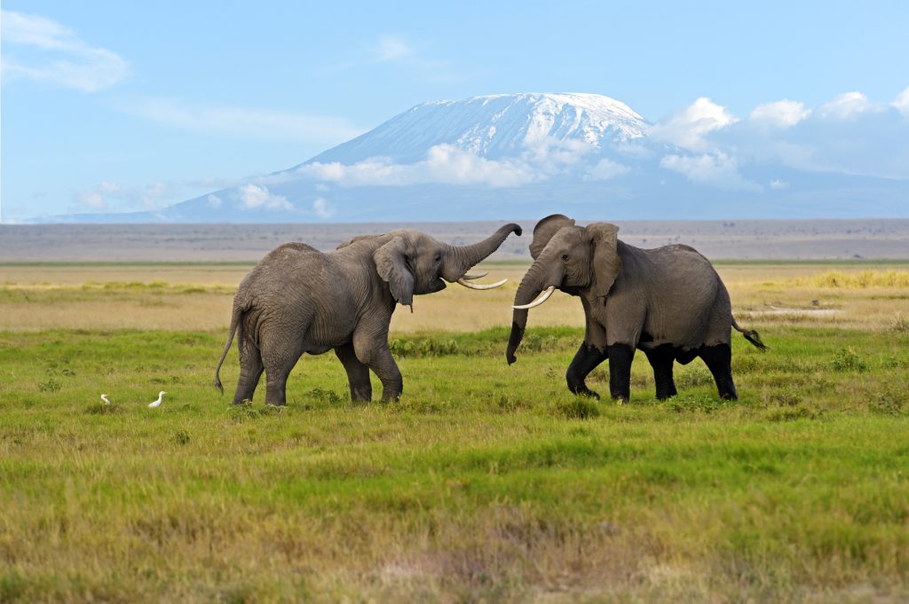 Amboseli Serena Safari Lodge SWL