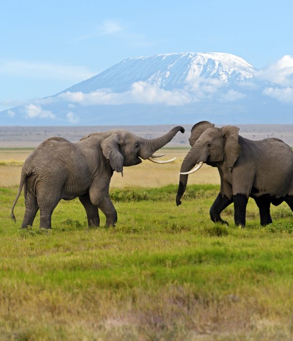 Amboseli Serena Safari Lodge SWL