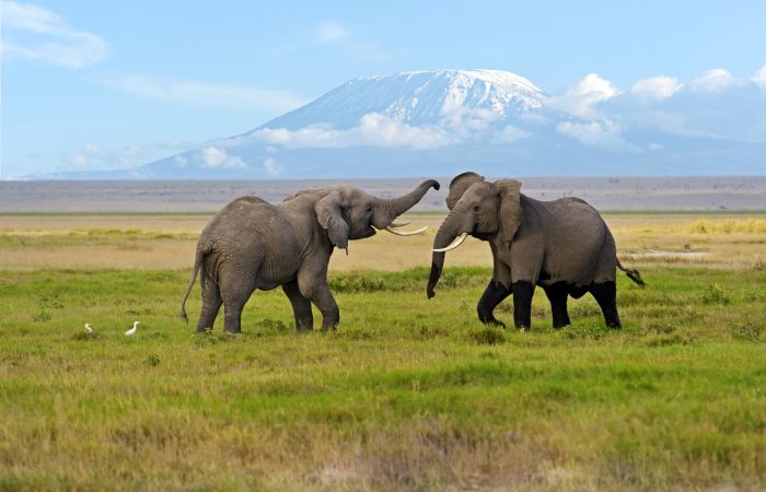 Amboseli Serena Safari Lodge SWL