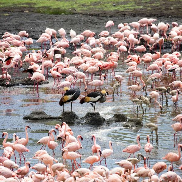 Arusha National Park - Splash World Limited