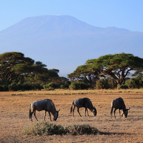 Splash World Limited - Kilimanjaro National Park