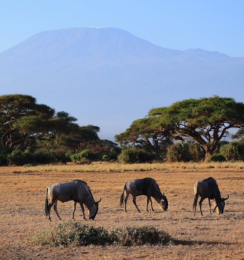 Splash World Limited - Kilimanjaro National Park