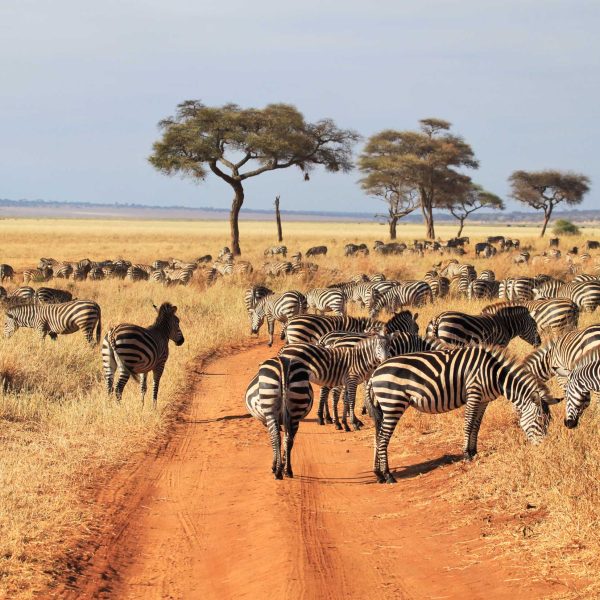 Splash World Limited-tarangire-national park