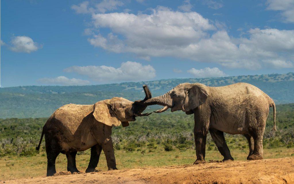 Splash World Limited Amboseli-banner