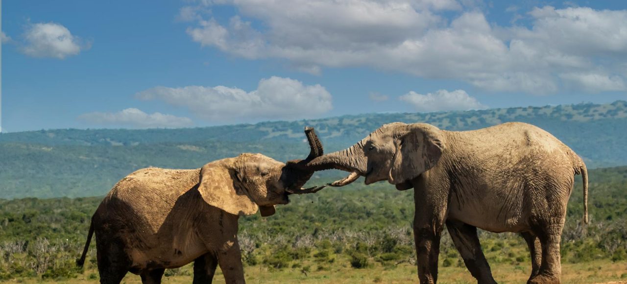 Splash World Limited Amboseli-banner