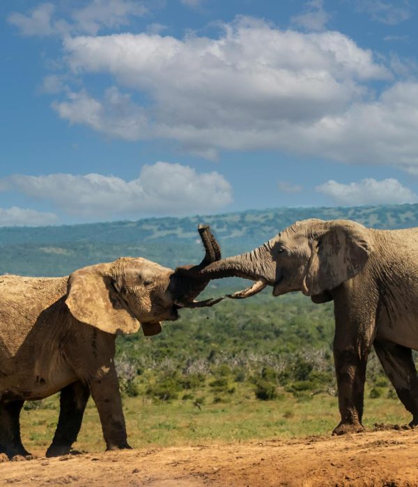 Splash World Limited Amboseli-banner