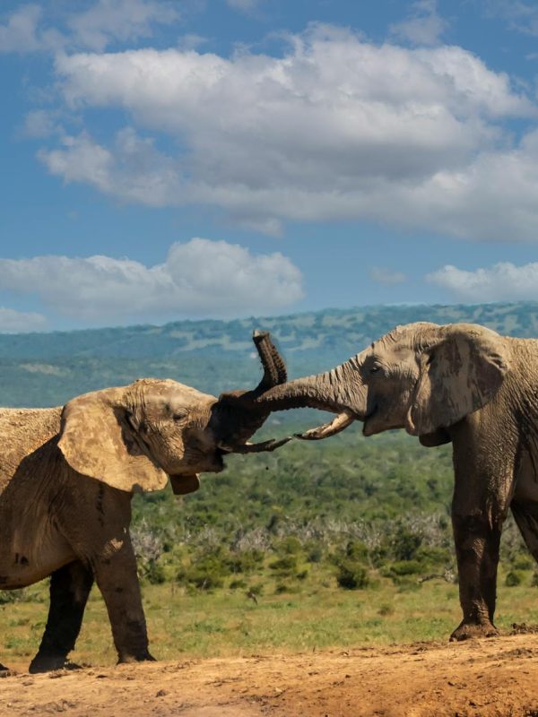 Splash World Limited Amboseli-banner