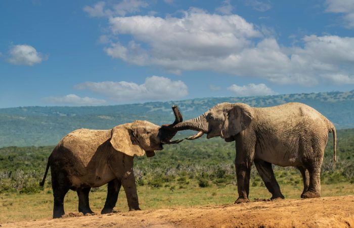 Splash World Limited Amboseli-banner