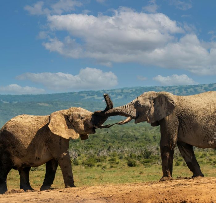 Splash World Limited Amboseli-banner