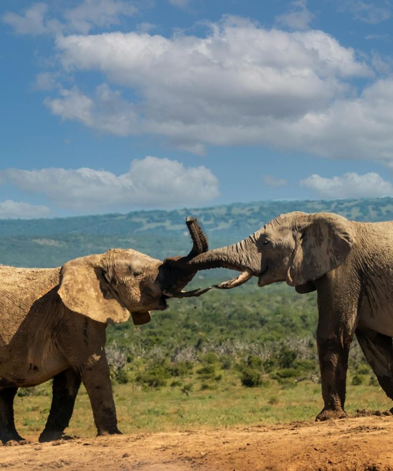 Splash World Limited Amboseli-banner