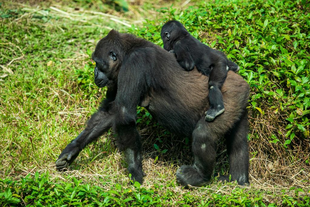 Splash World Limited-Gorilla Trekking