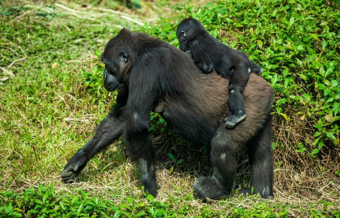 Splash World Limited-Gorilla Trekking