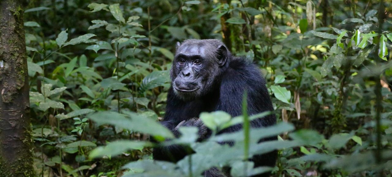 Splash World Limited Grilla Treking Uganda