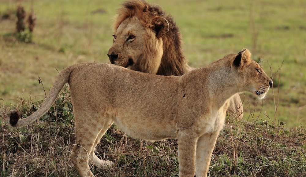 Splash World Limited Masai Mara