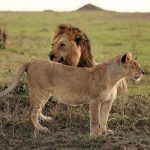 Splash World Limited Masai Mara