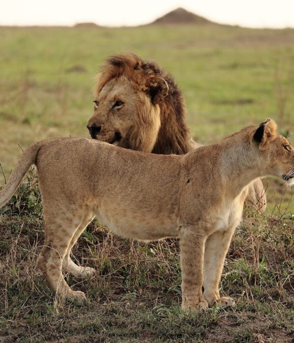 Splash World Limited Masai Mara