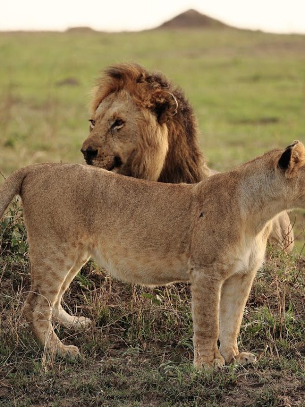 Splash World Limited Masai Mara