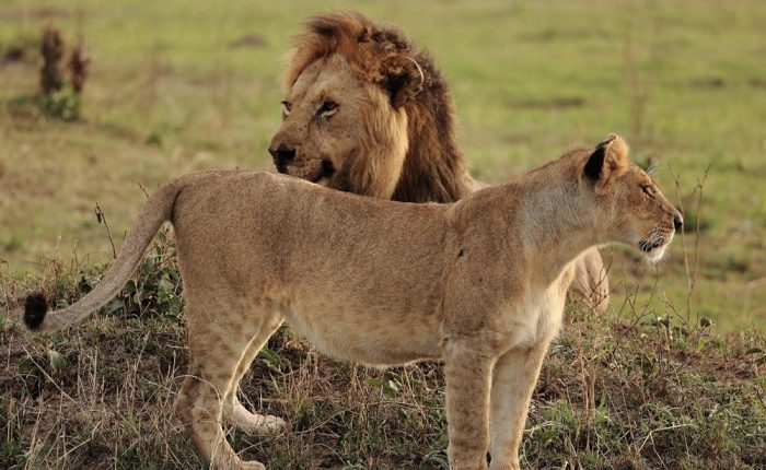 Splash World Limited Masai Mara