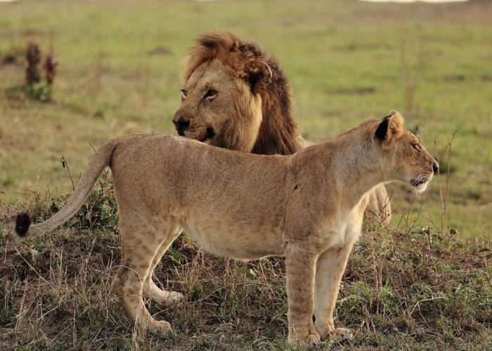 Splash World Limited Masai Mara