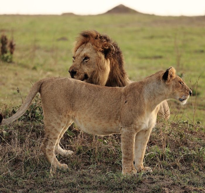 Splash World Limited Masai Mara