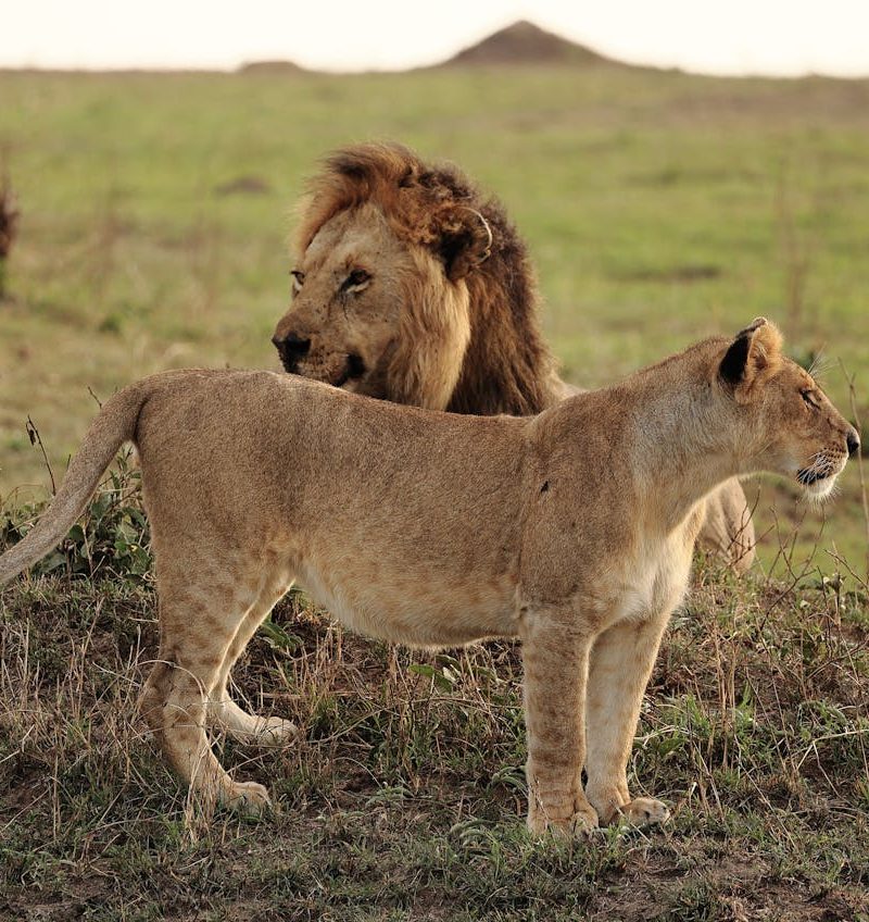 Splash World Limited Masai Mara