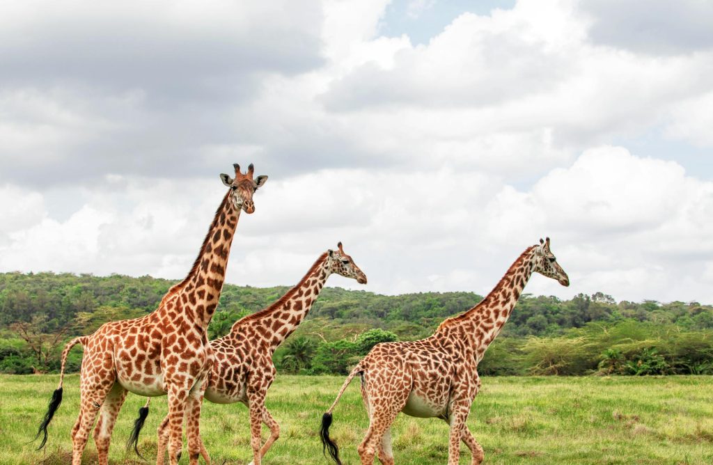 Splash World Limited Masai Mara -Banner