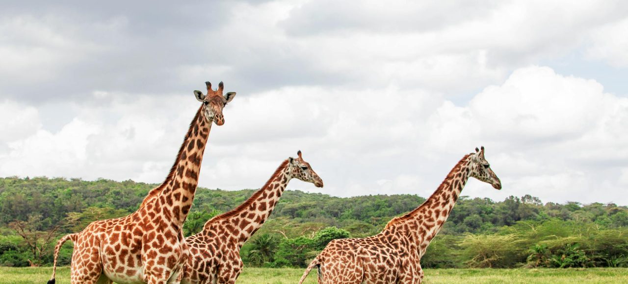 Splash World Limited Masai Mara -Banner