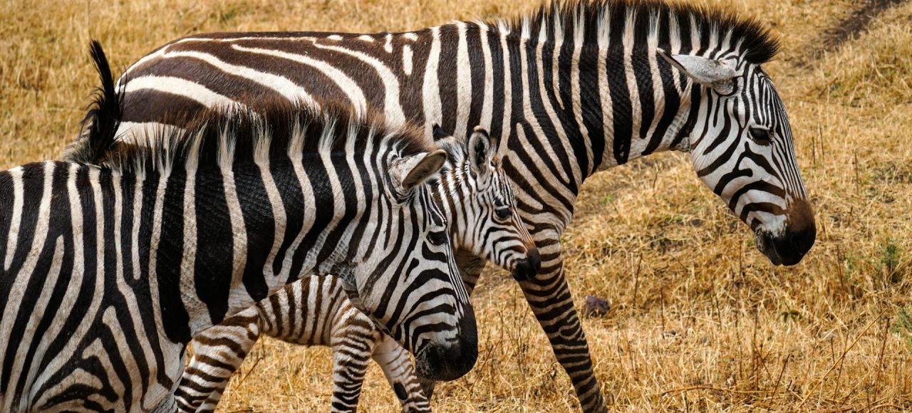 Splash World Limited Masai Mara -Banner