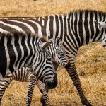 Splash World Limited Masai Mara -Banner