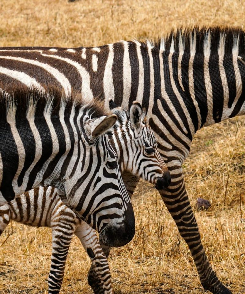 Splash World Limited Masai Mara -Banner