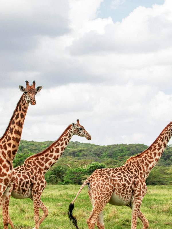 Splash World Limited Masai Mara -Banner