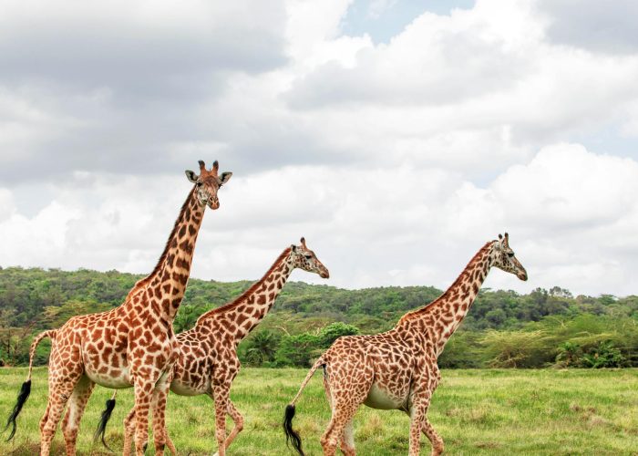 Splash World Limited Masai Mara -Banner