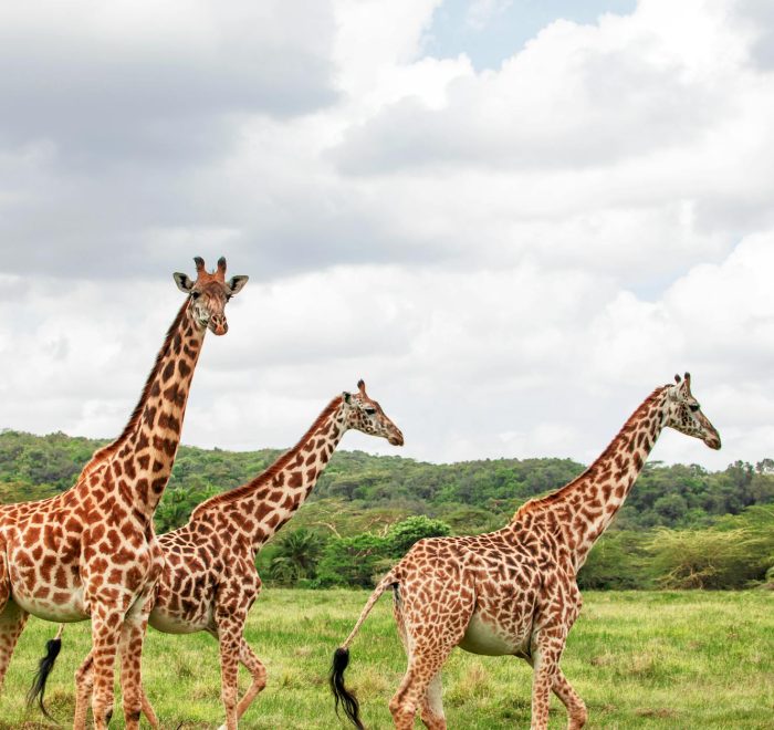 Splash World Limited Masai Mara -Banner