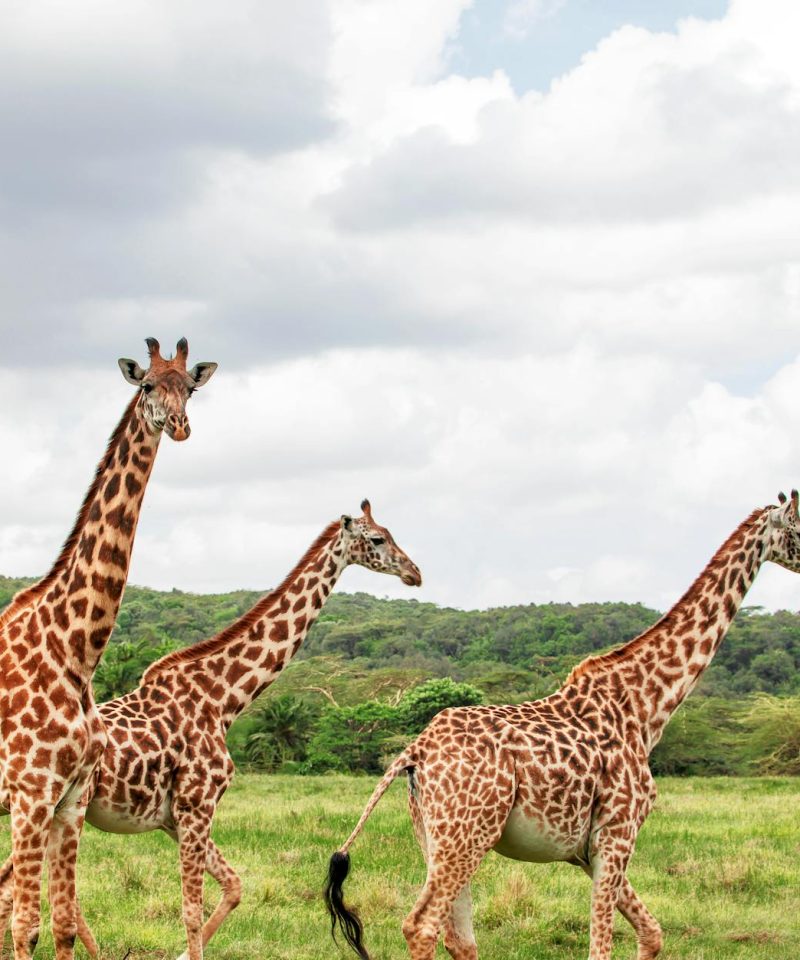 Splash World Limited Masai Mara -Banner