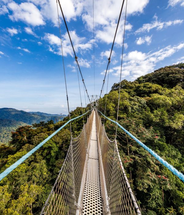 Splash World Limited nyungwe-forest-park-rwanda