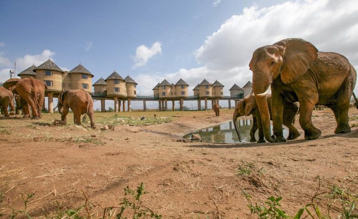 salt-lick-safari-lodge