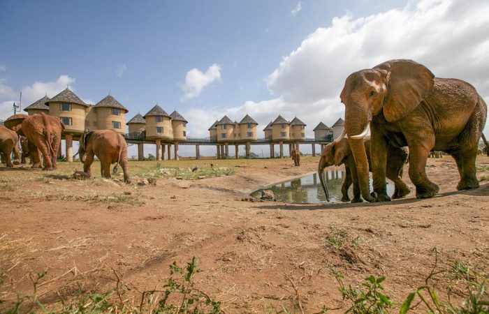 salt-lick-safari-lodge