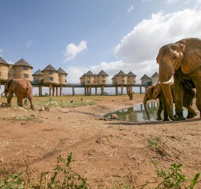 salt-lick-safari-lodge